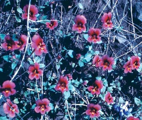 279 Purple Monkeyflower, 30ml (Purpur-Gauklerblume)