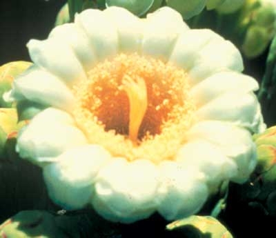 300 Saguaro, 30ml - Aktion (Saguaro-Kaktus)