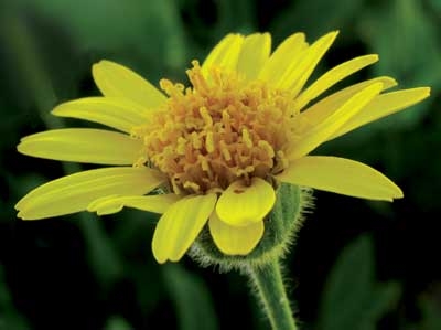 97 Arnica, 30ml (Behaarte Arnika)