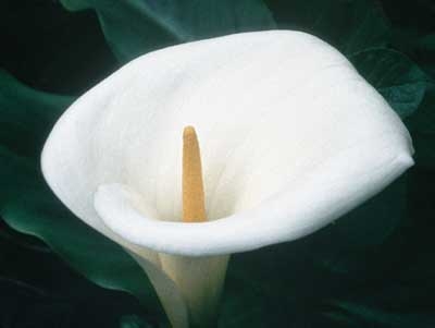 125 Calla Lily, 30ml (Calla)