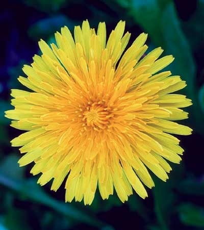 155 Dandelion, 30ml (Löwenzahn)