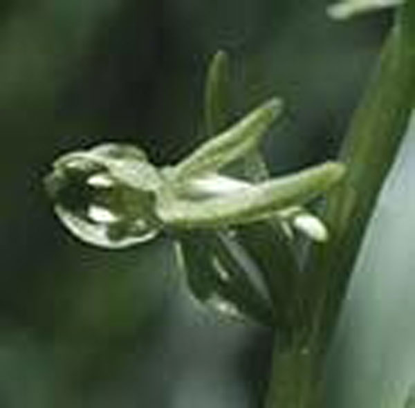 Flower Essence Services Green Rein Orchid 30 ml Flower Essence Services Green Rein Orchid 30 ml