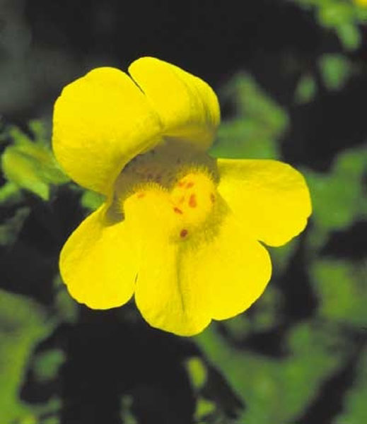 Healing Herbs Mimulus 30 ml Healing Herbs Mimulus 30 ml