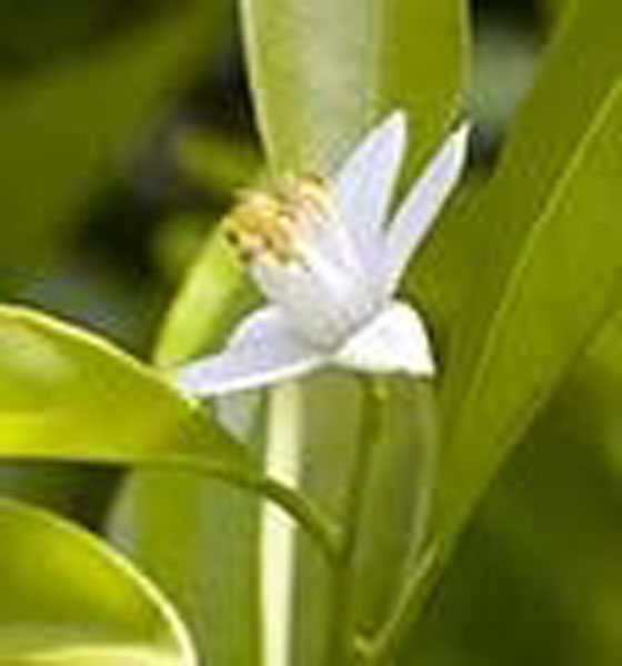 Flower Essence Services Lemon 30 ml Flower Essence Services Lemon 30 ml