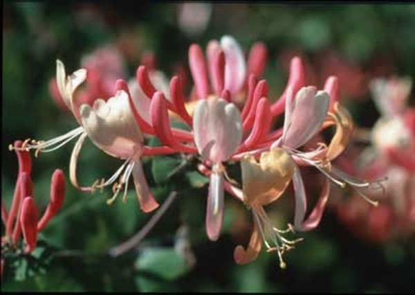 Healing Herbs Honeysuckle 30 ml Healing Herbs Honeysuckle 30 ml