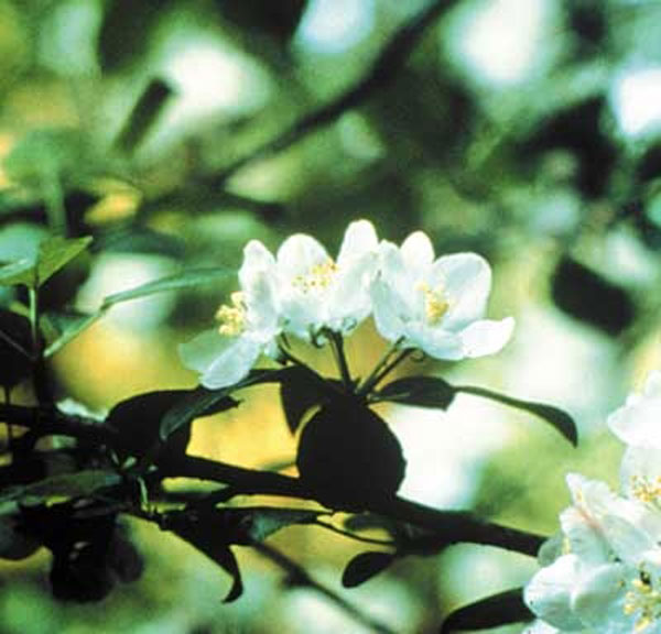 Healing Herbs Crab Apple 30 ml Healing Herbs Crab Apple 30 ml