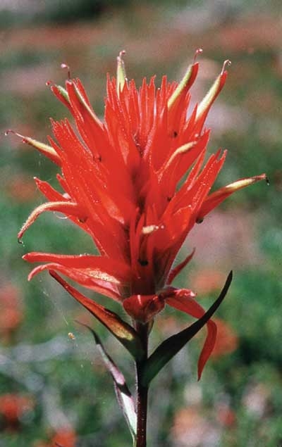 207 Indian Paintbrush, 30ml (Indianischer Malerpinsel) - Aktion