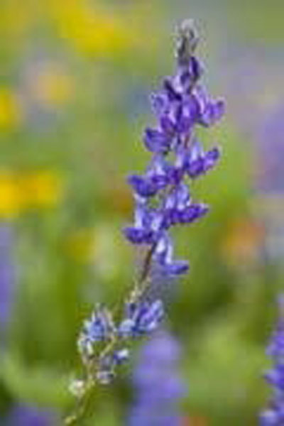 Flower Essence Services 30 ml Flower Essence Services Lupine 30 ml