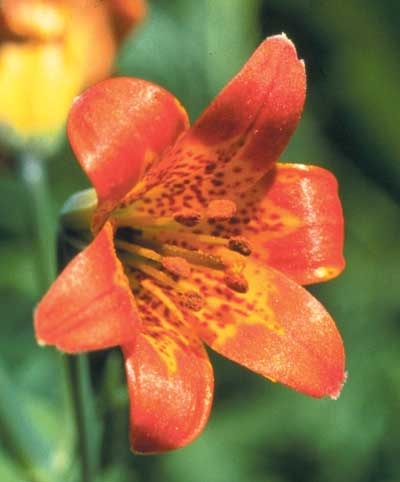 87 Alpine Lily, 30ml (Kleine Gebirgs-Lilie)