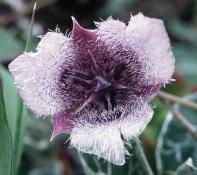318 Star Tulip, 30ml (Katzenohr)