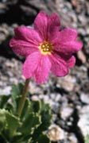Flower Essence Services Sierra Primrose 30 ml Flower Essence Services Sierra Primrose 30 ml