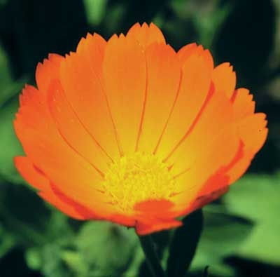 117 Calendula, 30ml (Ringelblume)