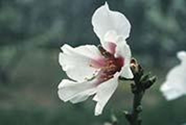 Flower Essence Services Almond 30 ml Flower Essence Services Almond 30 ml