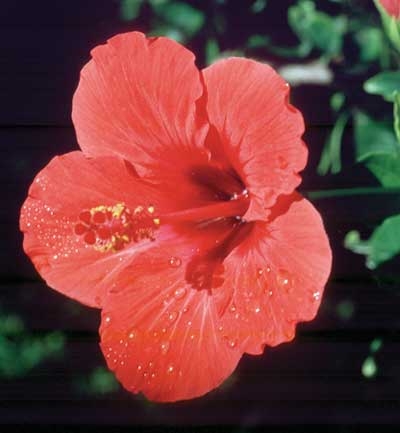 Hibiscus, 30ml  (Rosen-Eibisch)