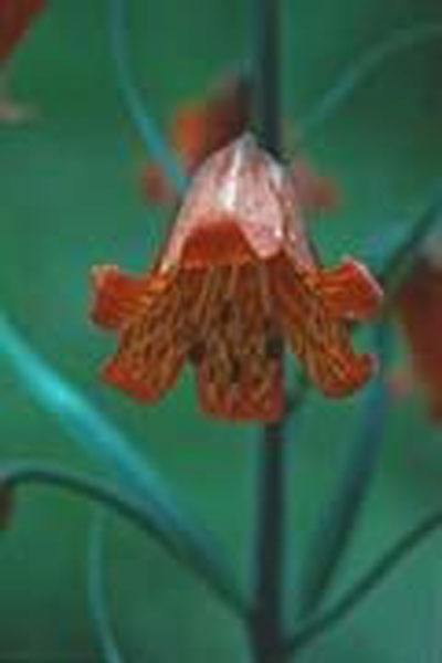 Flower essence Services Scarlet Fritillary 30 ml Flower Essence Services Scarlet Fritillary 30 ml