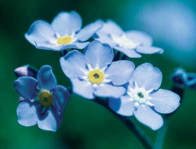 177 Forget-Me-Not, 30ml (Vergissmeinnicht)