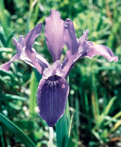Iris, 30ml  (Schwertlilie)
