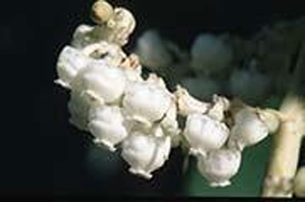 Flower Essence Services Madrone 30 ml Flower Essence Services Madrone 30 ml