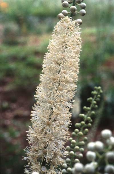107 Black Cohosh, 30ml (Trauben-Silberkerze)