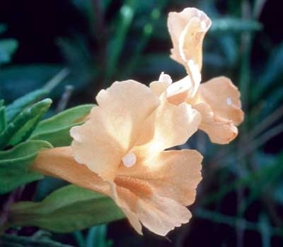 323 Sticky Monkeyflower, 30ml (Orange Gauklerblume)