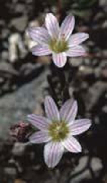Flower Essence Services Lewisia 30 ml Flower Essence Services Lewisia 30 ml