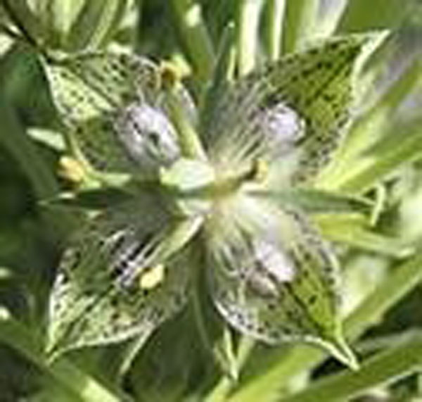 Flower Essence Services Green Cross Gentian 30 ml Flower Essence Services Green Cross Gentian 30 ml