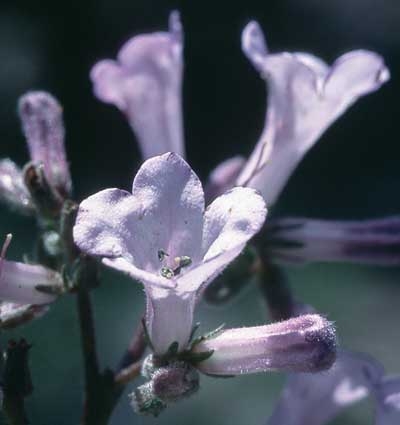 362 Yerba Santa, 30ml (Bergbalsam)