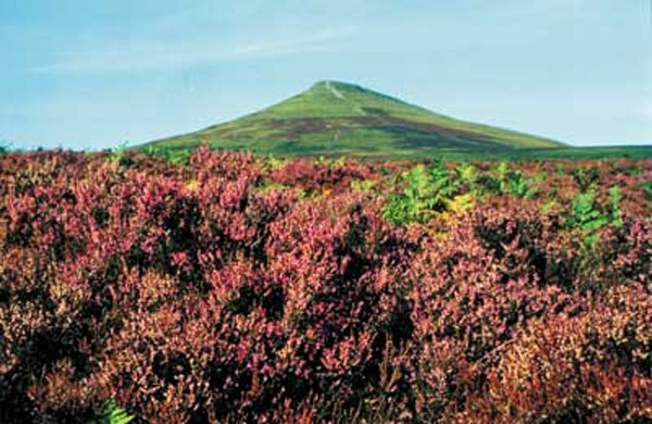 Healing Herbs Heather 30 ml Healing Herbs Heather 30 ml