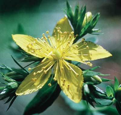324 Saint John's Wort, 30ml (Johanniskraut)