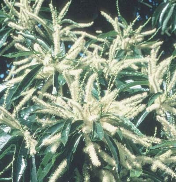 Healing Herbs Sweet Chestnut 30 ml Healing Herbs Sweet Chestnut 30 ml