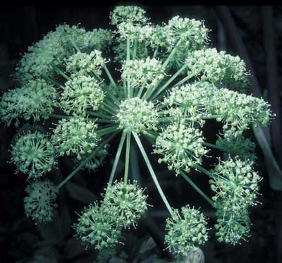93 Angelica, 30ml (Engelwurz)