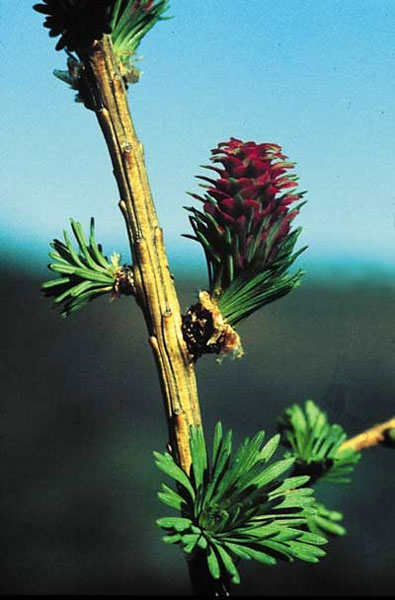 Healing Herbs Larch 30 ml Healing Herbs Larch 30 ml