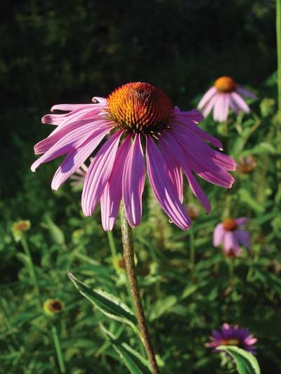 165 Echinacea, 30ml (Roter Sonnenhut)