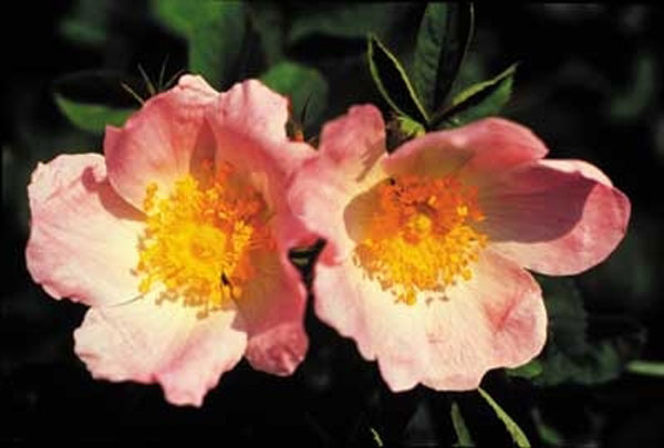 Healing Herbs Wild Rose 30 ml