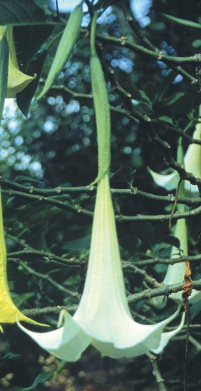 95 Angel's Trumpet, 30ml (Engelstrompete)