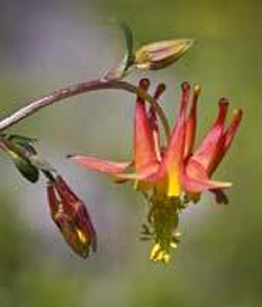 Flower Essence Services Columbine 30 ml Flower Essence Services Columbine 30 ml