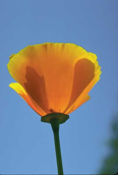 121 California Poppy, 30ml (Goldmohn)