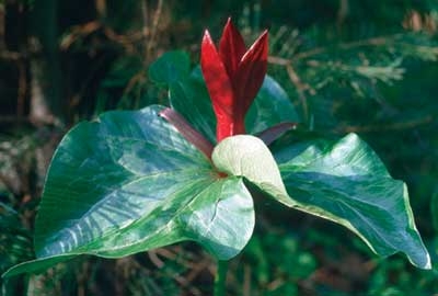 336 Trillium, 30ml (Dreiblattlilie)