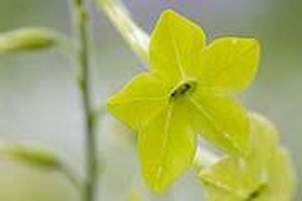 Flower Essence Services Green Nicotiana 30 ml