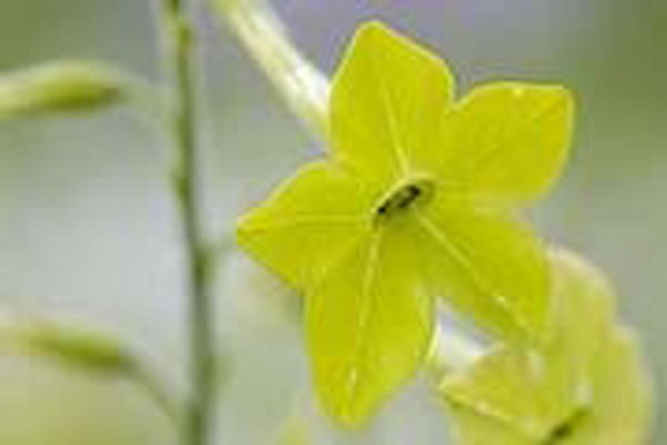 Flower Essence Services Green Nicotiana 30 ml Flower Essence Services Green Nicotiana 30 ml