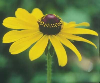 109 Black-Eyed Susan, 30ml (Rauher Sonnenhut)