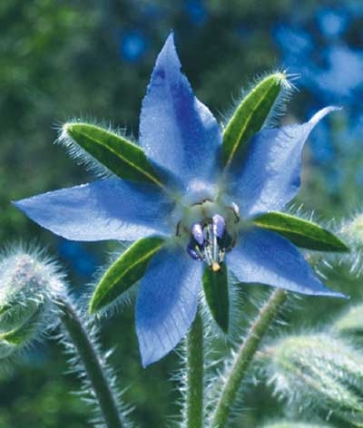 113 Borage, 30ml (Borretsch)