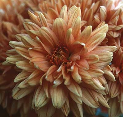 Chrysanthemum, 30ml (Chrysantheme)