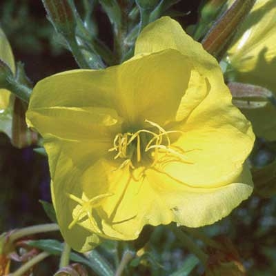 169 Evening Primrose, 30ml (Nachtkerze)