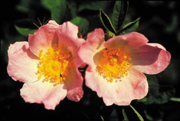 Healing Herbs Wild Rose 10 ml Healing Herbs Wild Rose 10 ml