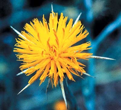 316 Star Thistle, 30ml - Aktion (Sonnwend-Flockenblume)