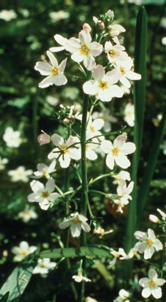 Flower Essence Services Water Violet 30ml Flower Essence Services Water Violet 30ml