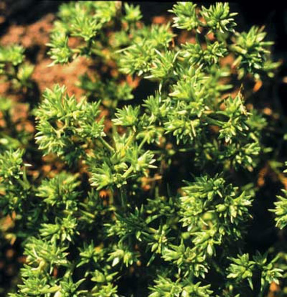 Healing Herbs Scleranthus 10 ml