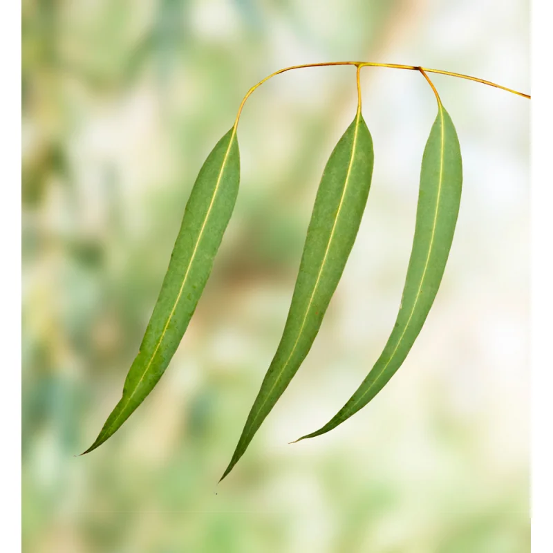 Eukalyptus Blätter