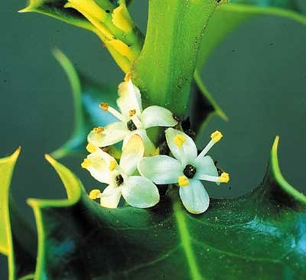 Healing Herbs Holly 30 ml Healing Herbs Holly 30 ml